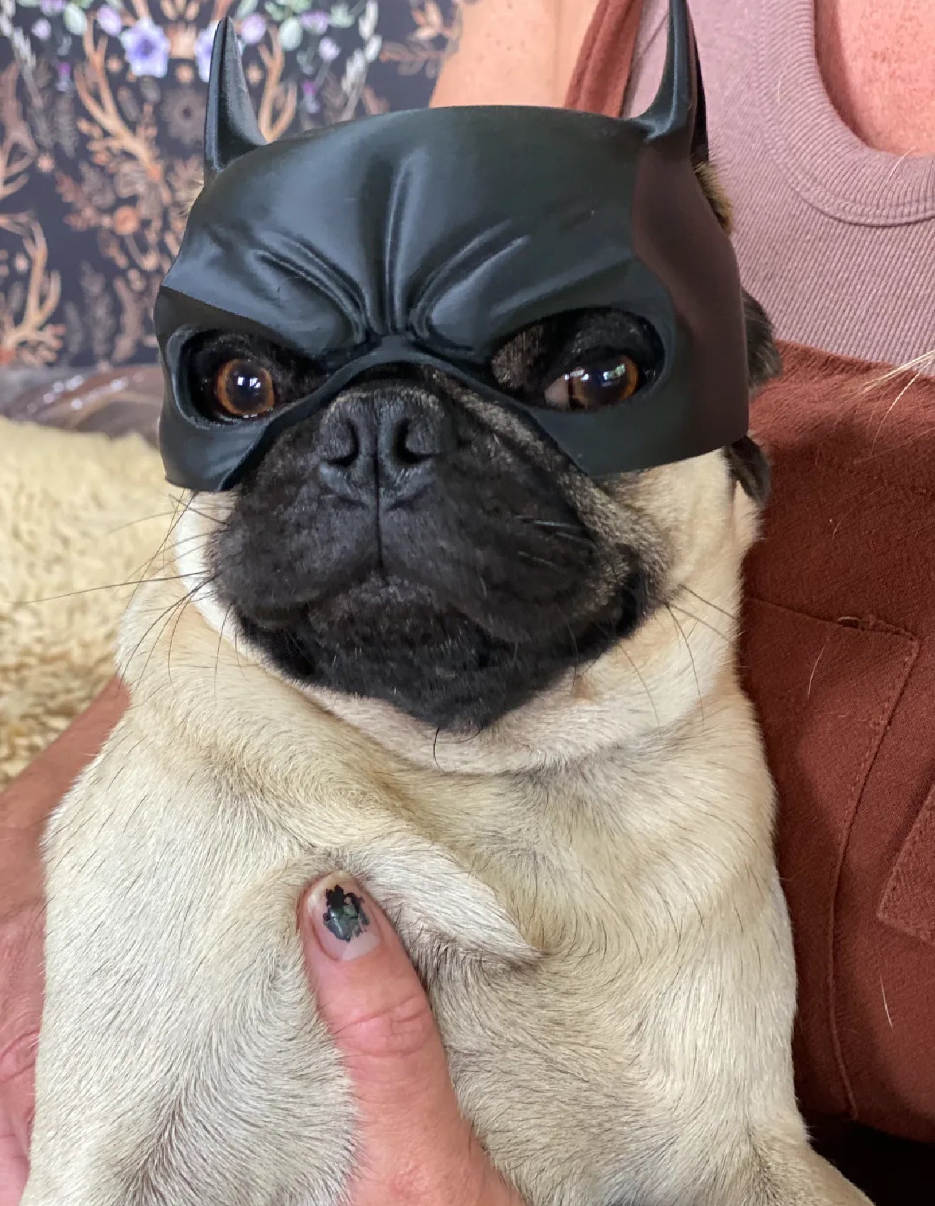 batman small dogs mask