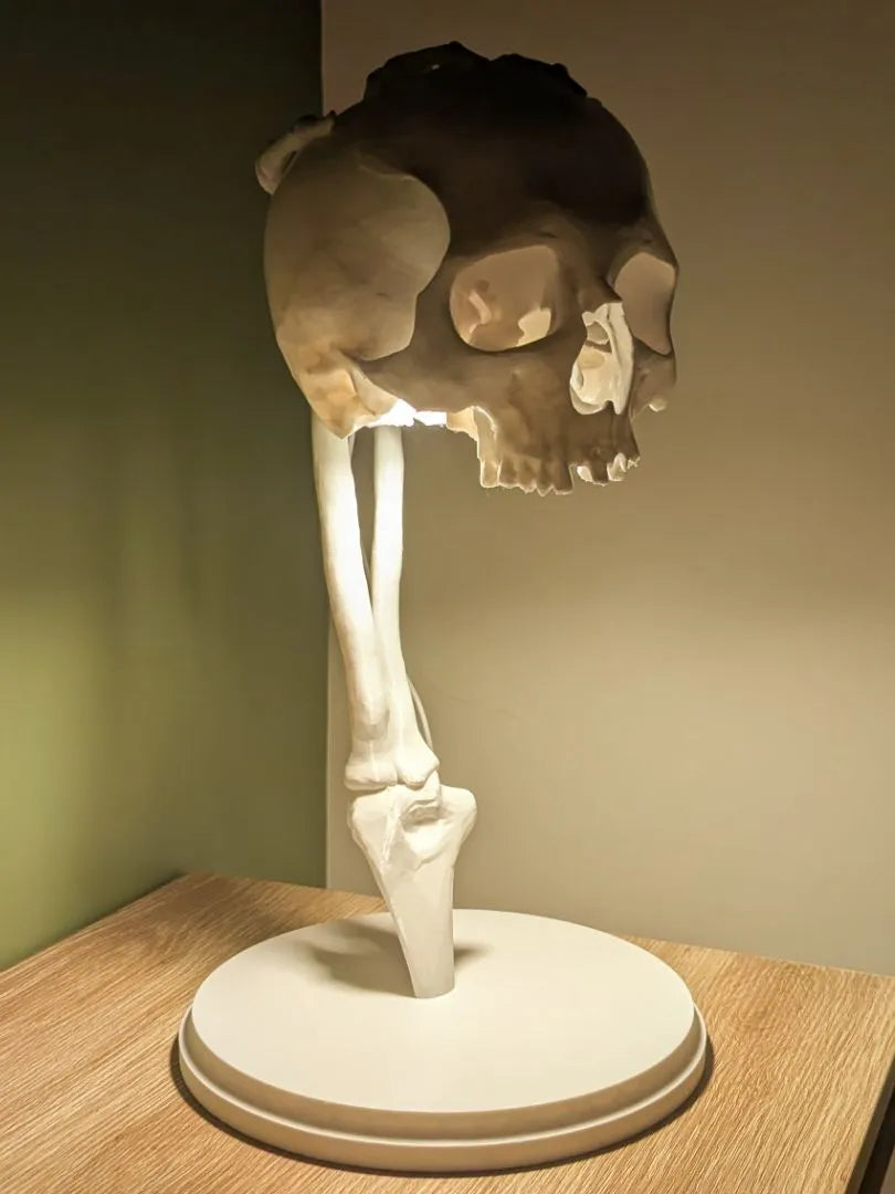 Skull lamp